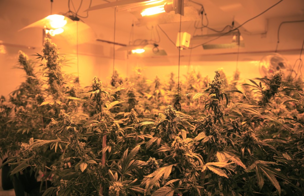 The 420 Cannabis Club’s growing room.  (Photo by Frederick Bernas)
